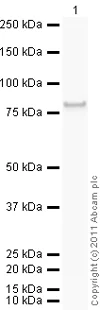 Western blot - Recombinant human CaMKII alpha protein (GST tag N-Terminus) (AB60899)