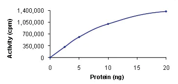 Functional Studies - Recombinant human CaMKII delta protein (AB84552)