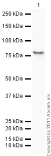 Western blot - Recombinant human CaMKII delta protein (AB84552)