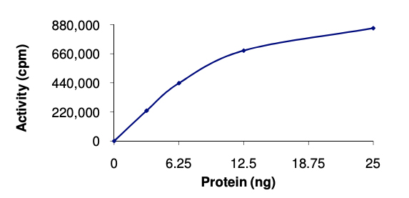 Functional Studies - Recombinant human CaMKII delta protein (GST tag N-Terminus) (AB84552)