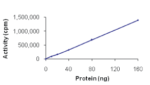 Functional Studies - Recombinant human CamKII gamma protein (AB63189)