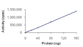 Functional Studies - Recombinant human CamKII gamma protein (AB63189)