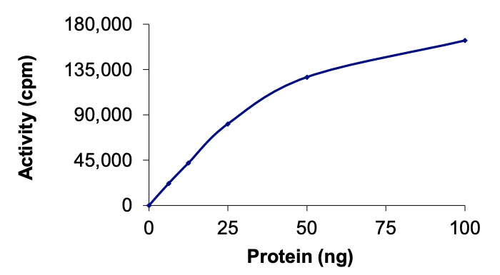 Functional Studies - Recombinant human CamKII gamma protein (AB63189)