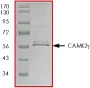 SDS-PAGE - Recombinant human CamKII gamma protein (AB63189)