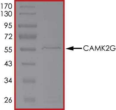 SDS-PAGE - Recombinant human CamKII gamma protein (AB63189)