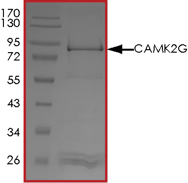 SDS-PAGE - Recombinant human CamKII gamma protein (Active) (AB268378)