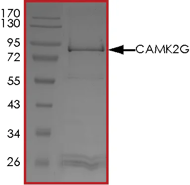 SDS-PAGE - Recombinant human CamKII gamma protein (Active) (AB268378)