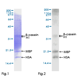 Functional Studies - Recombinant human CamKII gamma protein (GST tag N-Terminus) (AB132986)