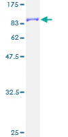 SDS-PAGE - Recombinant human CamKII gamma protein (GST tag N-Terminus) (AB132986)