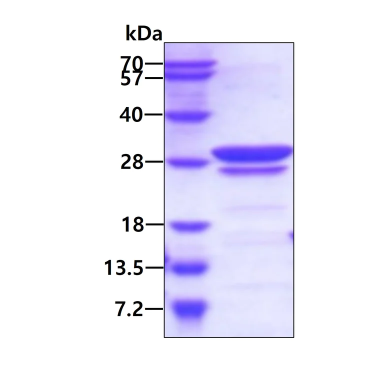 SDS-PAGE - Recombinant Human CAMLG/CAML protein (His tag N-Terminus) (AB167835)