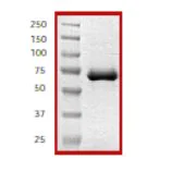 SDS-PAGE - Recombinant human cAMP Protein Kinase Catalytic subunit (AB56268)