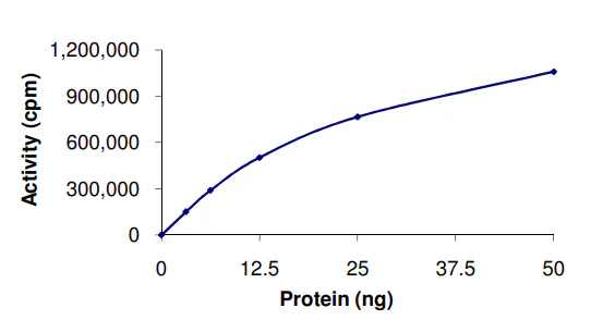 Functional Studies - Recombinant human cAMP Protein Kinase Catalytic subunit (GST tag N-Terminus) (AB56268)