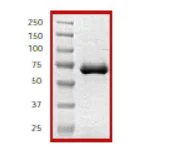 SDS-PAGE - Recombinant human cAMP Protein Kinase Catalytic subunit (GST tag N-Terminus) (AB56268)