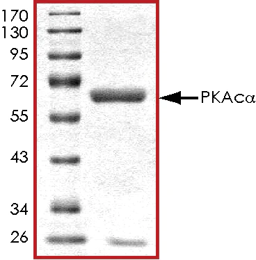 SDS-PAGE - Recombinant human cAMP Protein Kinase Catalytic subunit (GST tag N-Terminus) (AB56268)