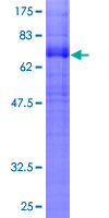 Recombinant Human Cannabinoid Receptor I protein