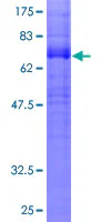 SDS-PAGE - Recombinant Human Cannabinoid Receptor I protein (GST tag N-Terminus) (AB158150)