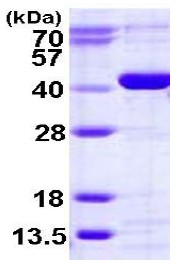 SDS-PAGE - Recombinant Human CANT1 protein (AB123189), expandable thumbnail