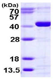 SDS-PAGE - Recombinant Human CANT1 protein (His tag N-Terminus) (AB123189)