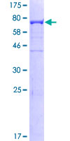 SDS-PAGE - Recombinant Human CAP1 protein (GST tag N-Terminus) (AB161016)