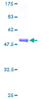 SDS-PAGE - Recombinant Human CAPNS2 protein (GST tag N-Terminus) (AB164557)