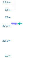 SDS-PAGE - Recombinant Human CAPNS2 protein (GST tag N-Terminus) (AB164557)