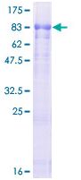 Recombinant Human CAPON/NOS1AP protein