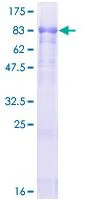 SDS-PAGE - Recombinant Human CAPON/NOS1AP protein (GST tag N-Terminus) (AB131928)