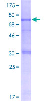 Recombinant Human CARD8 protein