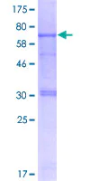 SDS-PAGE - Recombinant Human CARD8 protein (AB132292)