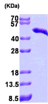SDS-PAGE - Recombinant Human Cardiac Troponin T protein (AB86685)