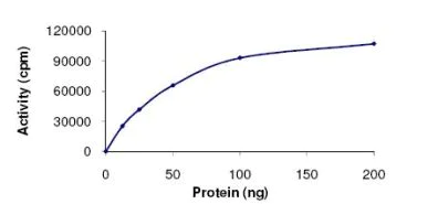 Functional Studies - Recombinant human Casein Kinase 1 alpha protein (AB102102)