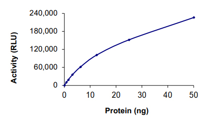 Functional Studies - Recombinant human Casein Kinase 1 alpha protein (AB102102)