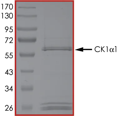 SDS-PAGE - Recombinant human Casein Kinase 1 alpha protein (AB102102)