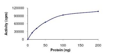 Functional Studies - Recombinant human Casein Kinase 1 alpha protein (GST tag N-Terminus) (AB102102)