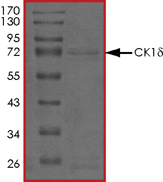SDS-PAGE - Recombinant human Casein Kinase 1 delta/CSNK1D protein (AB103955)