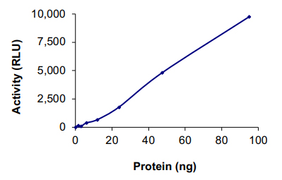 Functional Studies - Recombinant human CASK protein (AB131707)