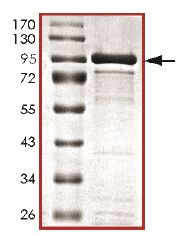 Recombinant human CASK protein