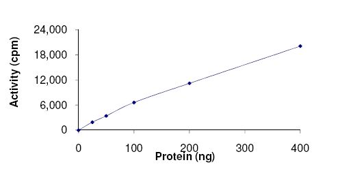 Functional Studies - Recombinant human CASK protein (GST tag N-Terminus) (AB131707)