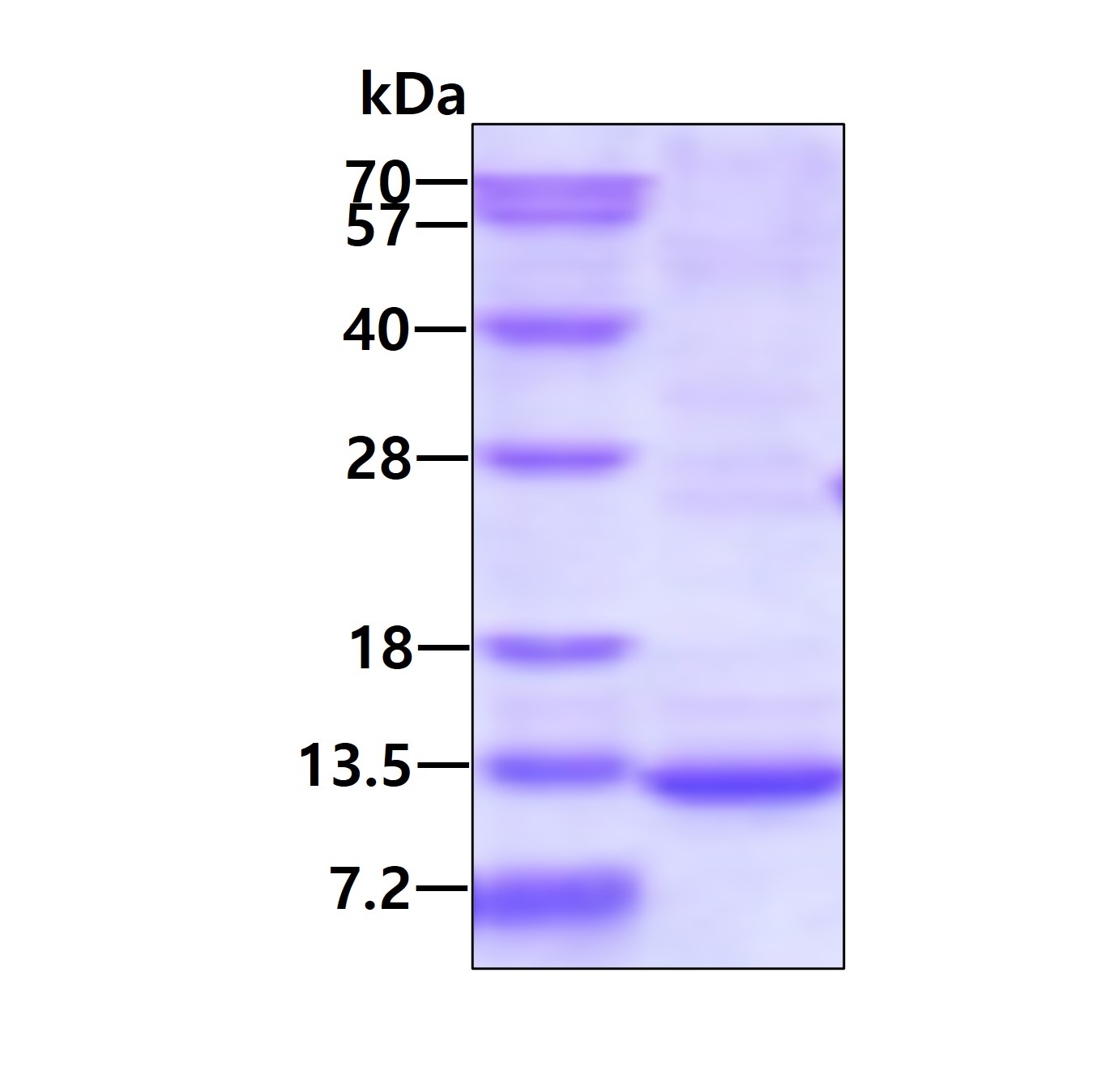 SDS-PAGE - Recombinant Human Caspase-3 protein - BSA and Azide free (denatured) (AB180336), expandable thumbnail