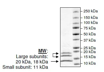 SDS-PAGE - Recombinant human Caspase-6/CASP-6 protein (Active) (His tag C-Terminus) (AB198067)