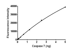 Functional Studies - Recombinant human Caspase-7 protein (AB198478), expandable thumbnail