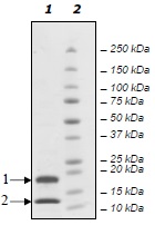 SDS-PAGE - Recombinant human Caspase-7 protein (AB198478), expandable thumbnail