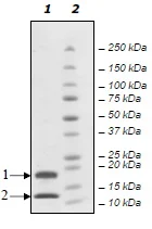 SDS-PAGE - Recombinant human Caspase-7 protein (His tag C-Terminus) (AB198478)