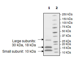 SDS-PAGE - Recombinant human Caspase-8 protein (His tag C-Terminus) (AB198070)
