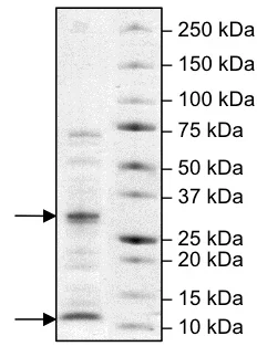 SDS-PAGE - Recombinant human Caspase-9 protein (His tag C-Terminus) (AB198061)
