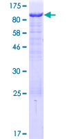 SDS-PAGE - Recombinant Human CASS4 protein (AB163474), expandable thumbnail