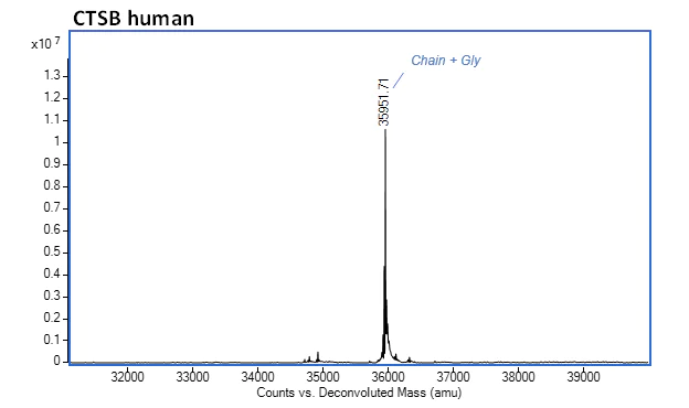 Mass Spectrometry - Recombinant Human Cathepsin B protein (Active) (AB283434)