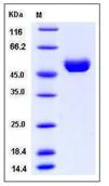 SDS-PAGE - Recombinant Human Cathepsin D protein (His tag) (AB276483)