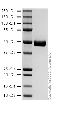 SDS-PAGE - Recombinant Human Cathepsin D Protein (His tag) (Active) (AB307480), expandable thumbnail