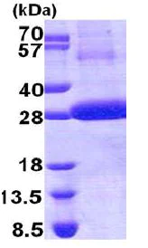 SDS-PAGE - Recombinant Human Cathepsin F protein (denatured) (His tag N-Terminus) (AB168713)